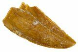 Serrated Raptor Tooth - Real Dinosaur Tooth #305551-1